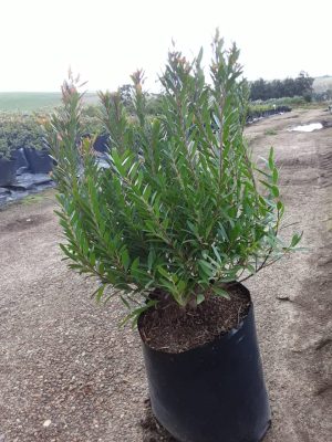 Syzygium Pondoense 10lt