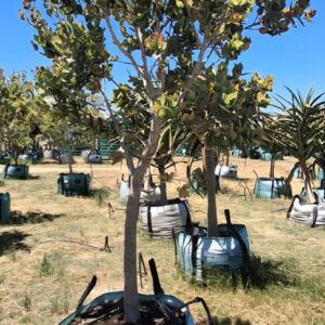 Syzygium Cordatum 250lt Syzygium Cordatum 250lt