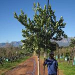 Syzygium Cordatum 200lt