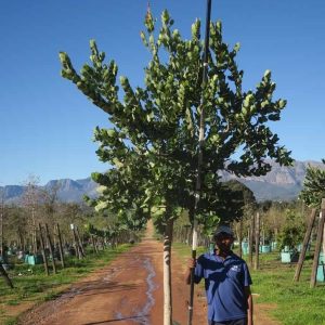 Syzygium Cordatum 200lt