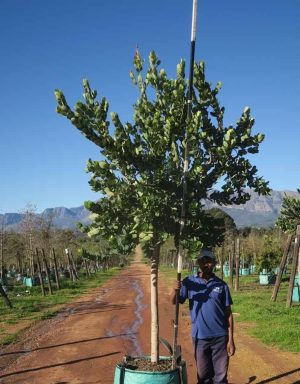 Syzygium Cordatum 200lt