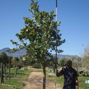 Syzygium Cordatum 400lt