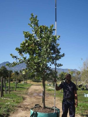 Syzygium Cordatum 400lt