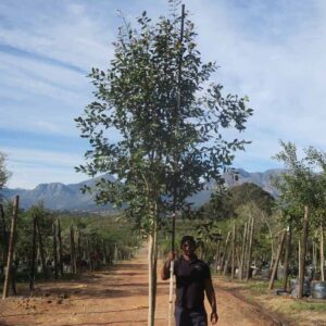 Syzygium Guineense 200lt Common Name: Waterpear Syzygium Guineense 200lt Common Name: Waterpear