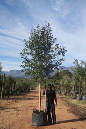 Syzygium Guineense 200lt Common Name: Waterpear