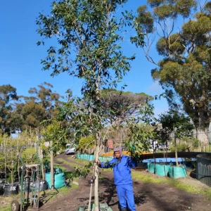 Syzygium Guineense 250lt