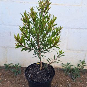 Syzygium-pondoense-scaled-1.jpg Syzygium Pondoense 21cm Pot