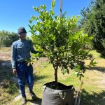 Tahiti Bears Lime Tree 125lt