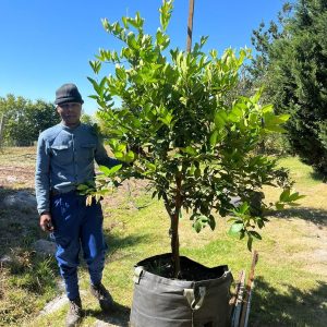 Tahiti Bears Lime Tree 125lt