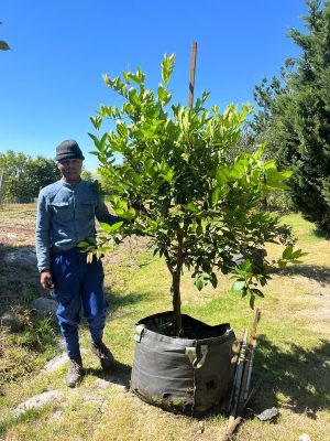 Tahiti Bears Lime Tree 125lt