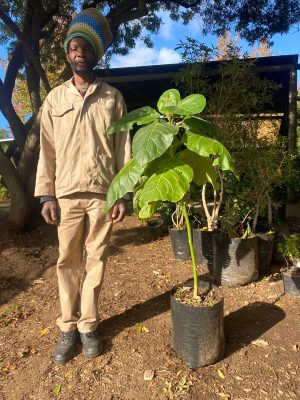 Tamarillo-Tree-Tomato-10lt.jpeg Tamarillo (Tree Tomato) 20lt