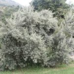 Tarchonanthus Camphoratus 20lt