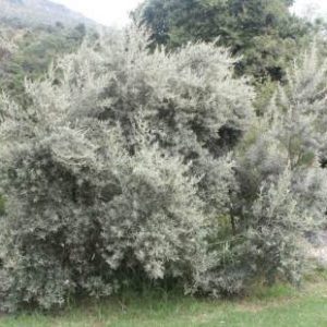 Tarchonanthus Camphoratus 60lt