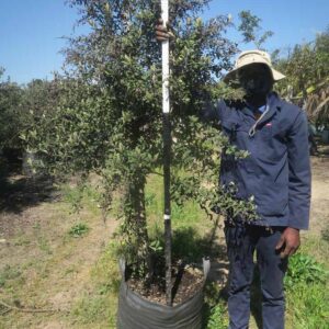Tarchonanthus Camphoratus 100lt Tarchonanthus Camphoratus 100lt