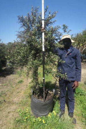 Tarchonanthus Camphoratus 100lt