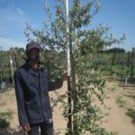 Tarchonanthus Camphoratus 40lt Common Name: Camphor Bush