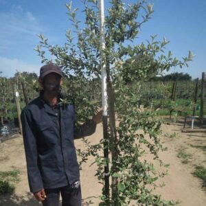 Tarchonanthus Camphoratus 40lt Common Name: Camphor Bush