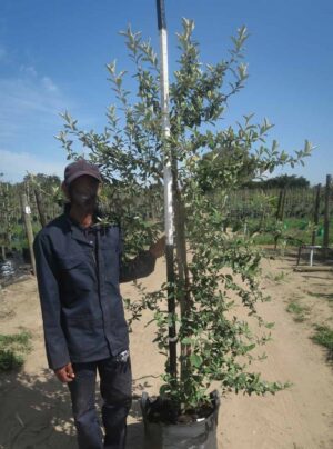 Tarchonanthus Camphoratus 40lt Common Name: Camphor Bush