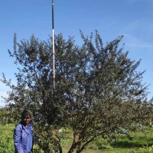 Tarchonanthus Camphoratus 400lt