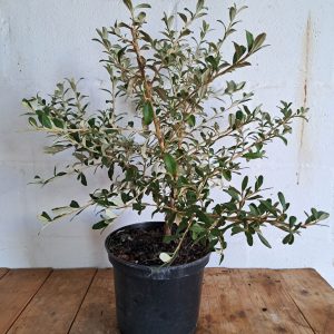 Tarchonanthus-camphoratus-rotated-1.jpg Tarchonanthus Camphoratus 21cm Pot