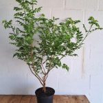 Tecoma-capensis-Red-.jpg Tecoma Capensis Red 21cm Pot