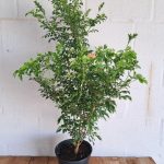 Tecoma-capensis-Salmon.jpg Tecoma Capensis Salmon 21cm Pot