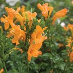 Tecoma Capensis Orange Lollipop/Standard 10lt