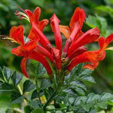 Tecomaria Capensis Big Red 12cm Pot