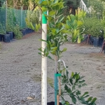 Thai Lime Tree 60lt