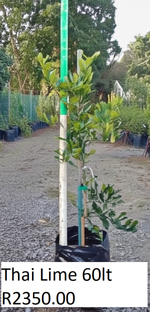 Thai Lime Tree 60lt