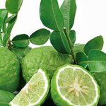 Thai Lime Tree 60lt