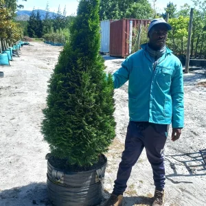Thuja-occidentalis-70lt-G.webp Thuja Occidentalis 'Smaragd' 70lt