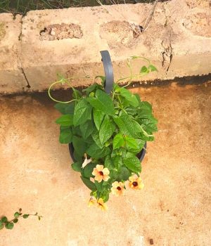Thunbergia (Black Eyed Susan) 20cm Hanging Basket