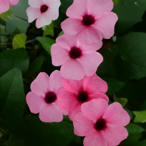 Black Eyed Susan Pink 7lt