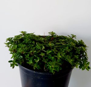Thyme Aureus 10.5cm Pot