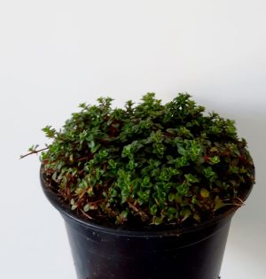 Thyme Pink Chintz 10.5cm Pot