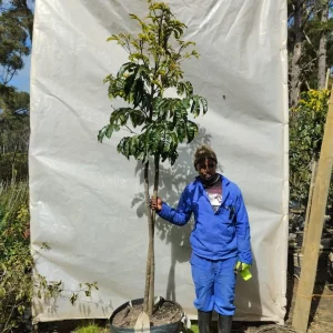 Tibouchina-elegans-70-R.webp Trichilia Emetica 70lt