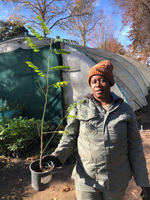 Tipuana Tipu 2.5lt (Rosewood Tree)