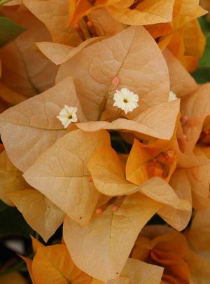 Arnelia Bougainvillea Topaz Gold 15cm Pot