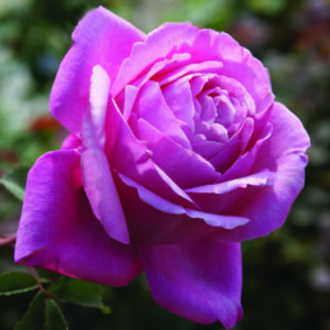 Towering Rose Magic Climbing Rose 5lt
