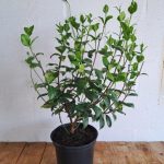 Trachylospermum-jasminoides.jpg Trachylospermum Jasminoides (Bushy) 21cm Pot