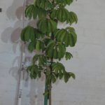 Trichilia Emetica 20lt