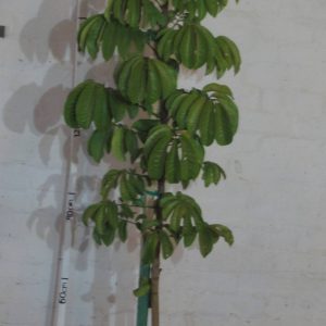 Trichilia Emetica 20lt