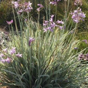 Tulbaghia Violacea Variegated 4lt (Wild Garlic)