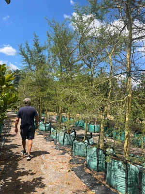 Vachellia Xanthophloea 250lt