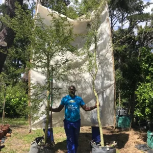Vachellia-xanthophloea-70lt-RH_jfif.webp Vachellia Xanthophloea 70lt