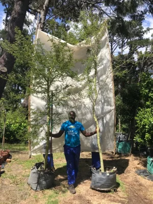 Vachellia Xanthophloea 70lt