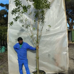 Vepris-lanceolata.webp Vepris Lanceolata 70lt