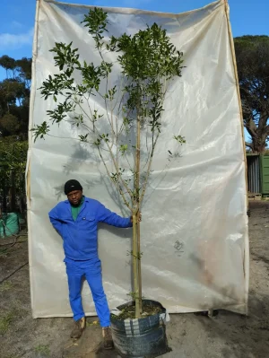 Vepris Lanceolata 70lt