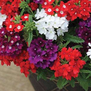 Verbena Assorted 20cm Hanging Basket